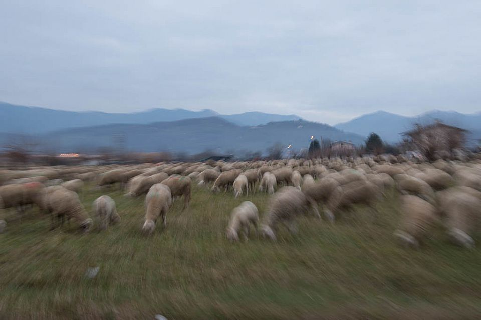 iUser_10\webG_Natura\le pecore del Galles\001.jpg